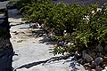 Juniperus communis Greenmantle IMG_5490 Jałowiec pospolity